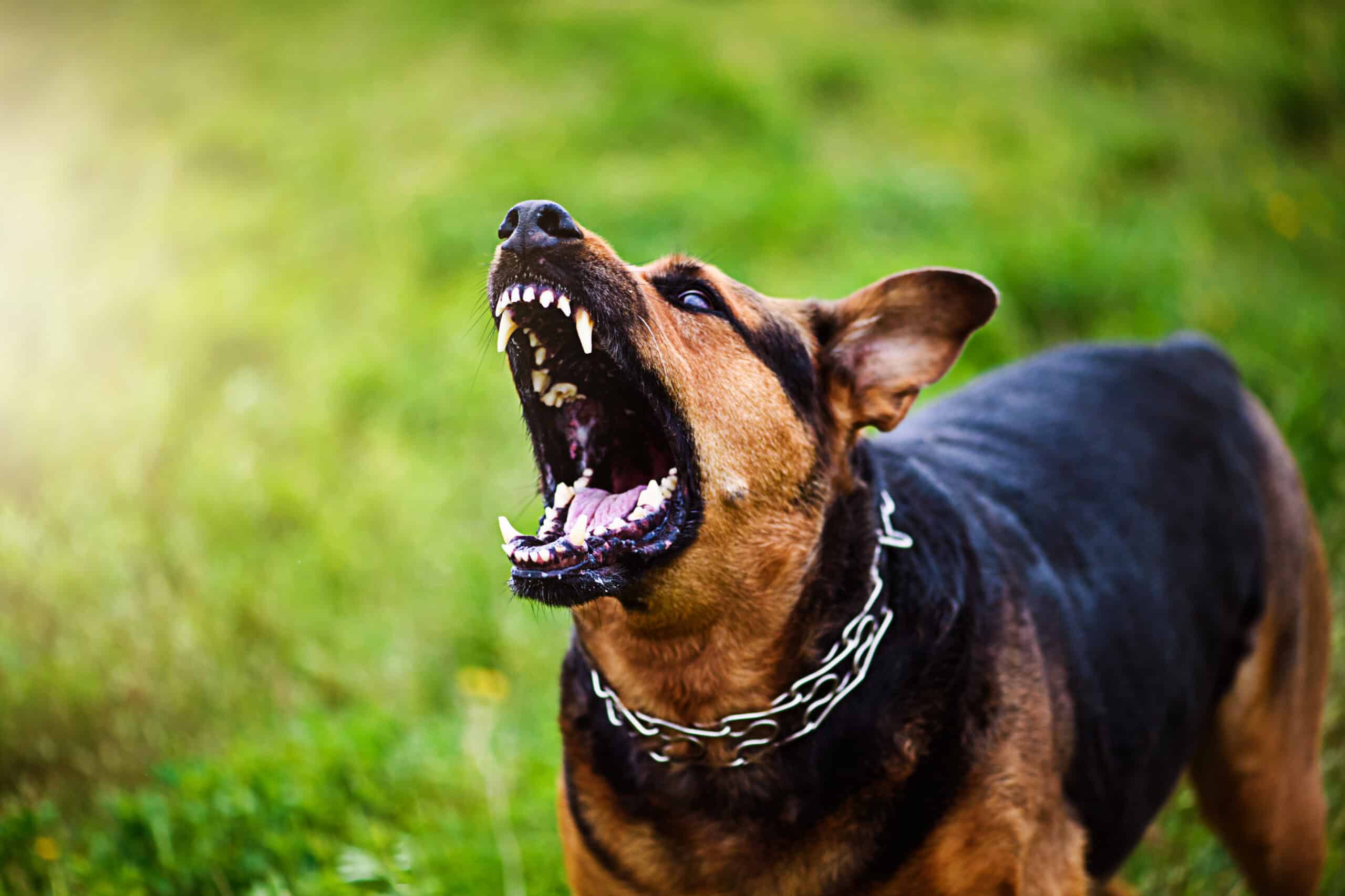 First Aid Treatment for a Dog Bite -menacing dog growling outdoors in green field 2026 01 06 08 54 12 utc
