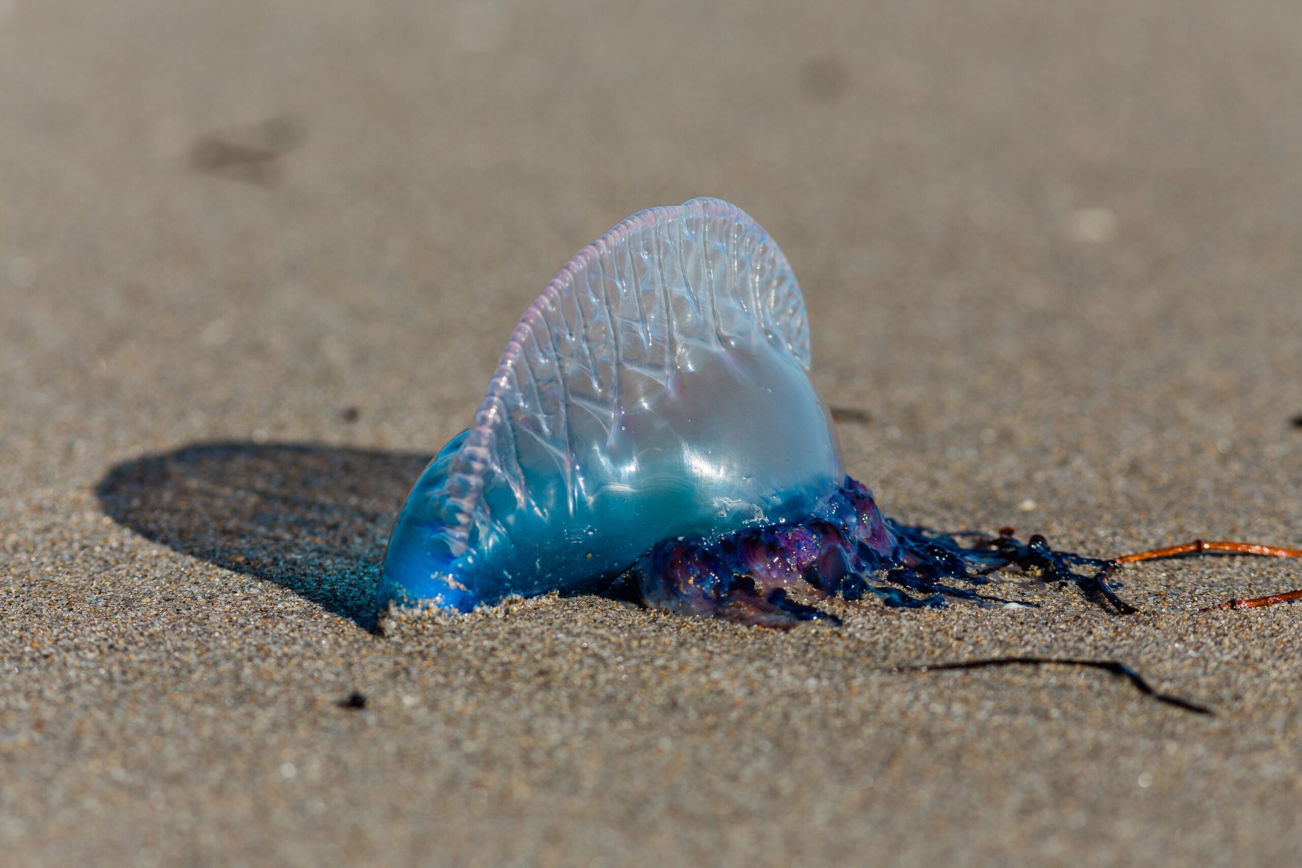Bluebottle Sting First Aid